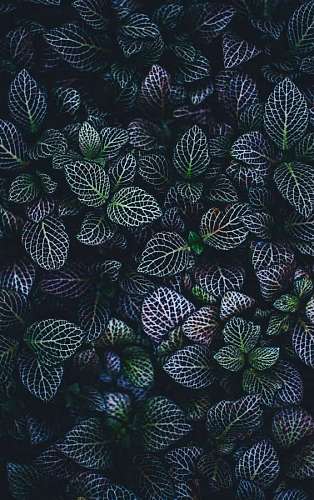 papeis de parede 4k Folhas de plantas verdes e azuis
