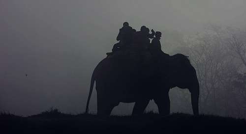 Elefante