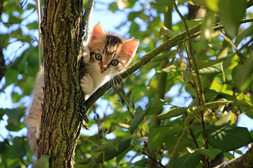 Árvore de escalada gatinho impertinente