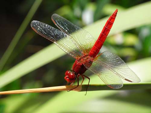 invertebrado Libélula