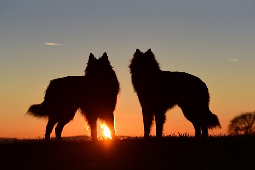 puro sangue Pastores belgas ao pôr do sol