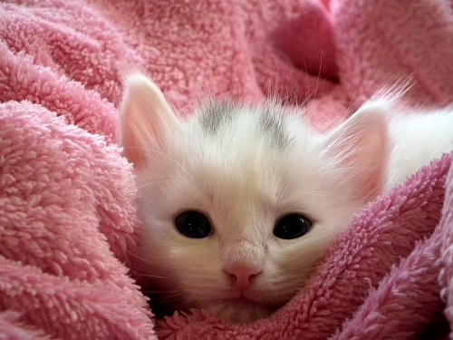 Gatinho do bebê no luxuoso rosa para papel de parede