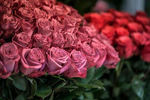 Rosas