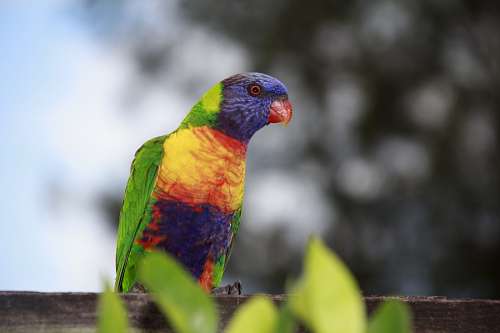 Periquito