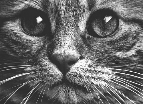 papeis de parede 4k Belo retrato preto e branco de olhar felino