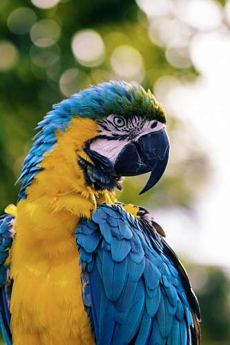 um passaro animal Arara