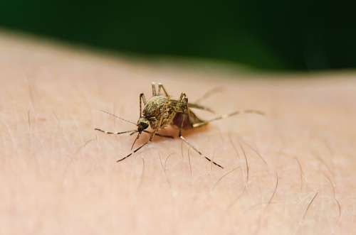 mordida mosquito