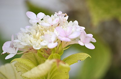 Flores