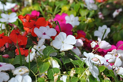 Flores