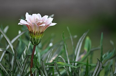 Flor