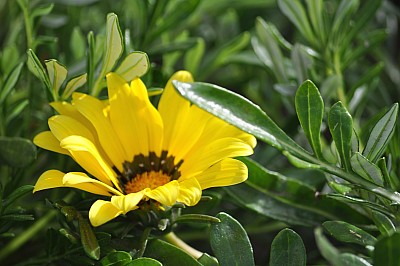 Flor