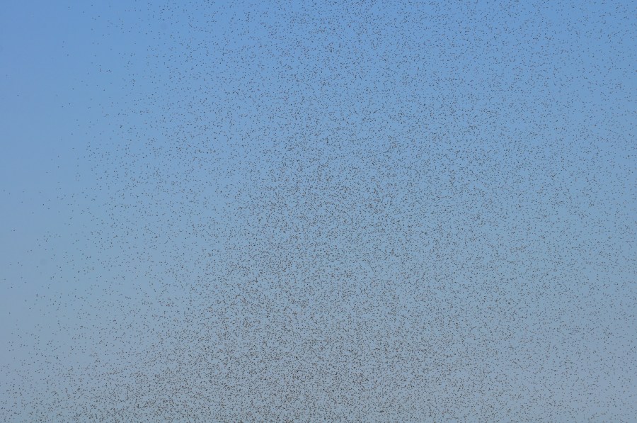Praga, Inseto, Insetos, Formiga, Voando, Muito, Muitos, Natureza,