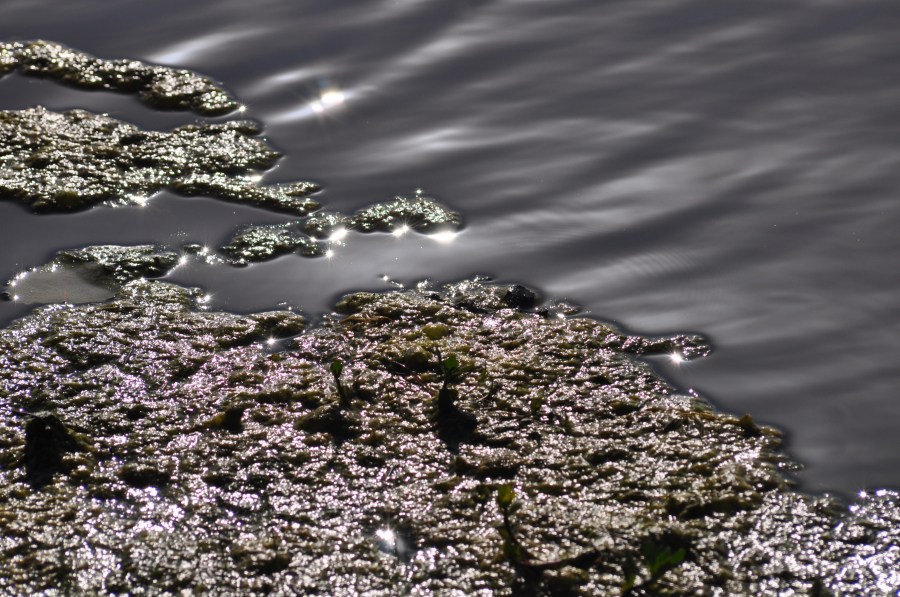 Textura, texturas, água, reflexão, lago