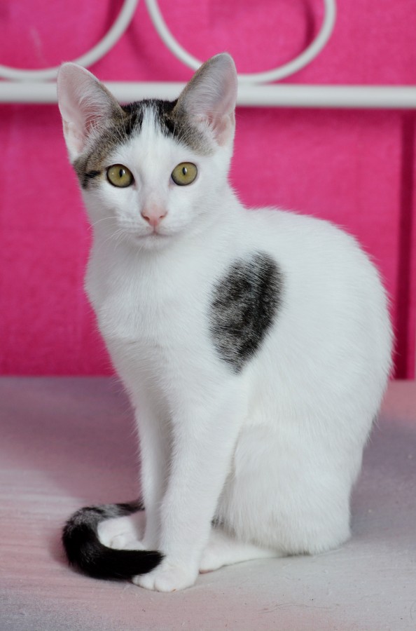 gatinho, bebê gato, animais jovens, agressivo, caça, gato, pele, adorável, animais, carnívoros, fofo, cabelo, bebê, mamífero, pata, animais de estimação, brincalhão, retrato, puro sangue, pequeno, curioso, querido, fotos grátis, imagens grátis, gato doméstico, retrato de cabeça animal, gato enrugado, bonito, gatinho, animais, fotografia, olhando para câmera, animal doméstico, animal jovem, cor, dia, dentro de casa, animal de estimação, ninguém, olho de Animais, Partes do corpo animal Temas animais, animal adorável, animal de estimação, peludo, juba, cores, cabelos, listras, felino, gatinho, micifuz, michino, madrileño, felido, gatuno
