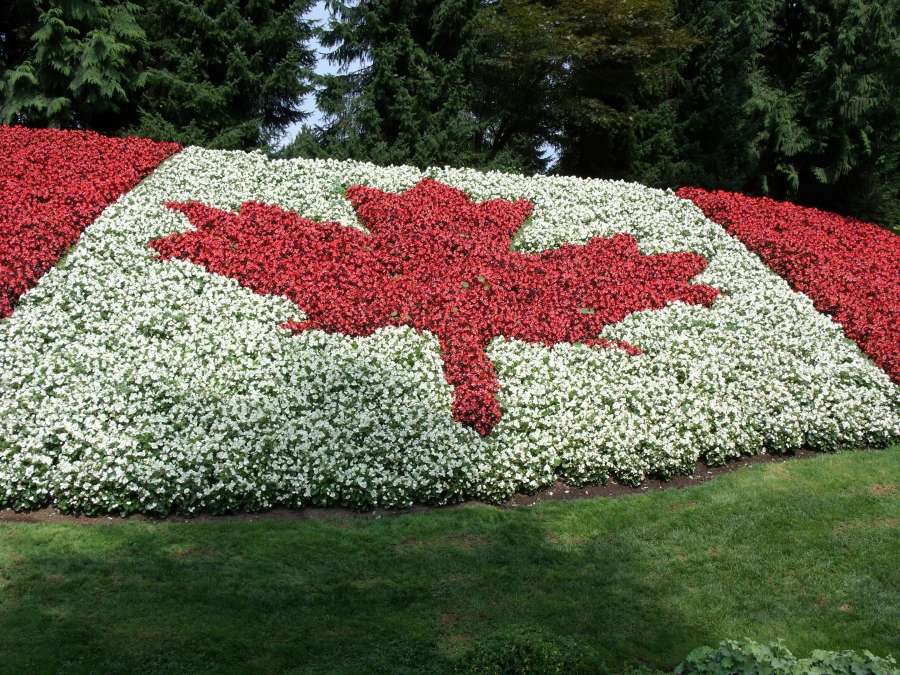 bandeira, canadá, país, américa do norte, norte, símbolo, chamejante, primavera, nação, estado, ninguém, república, flores, parque, praça, exterior, folha,