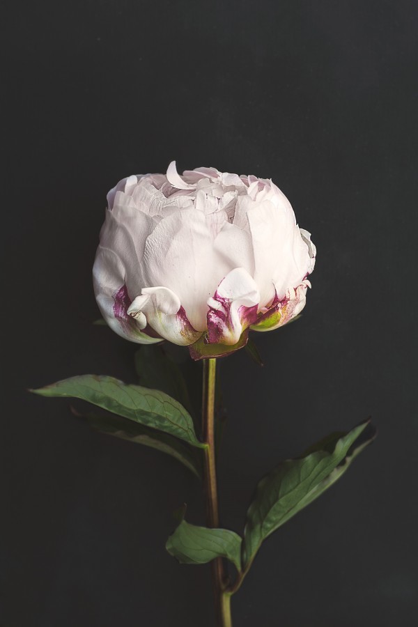 rosa, flor, artificial, plástico, imitação,