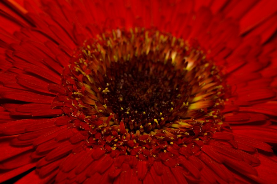 bela, flor, flora, flores, wallpapers hd, folhas, natureza, beleza, naturais, folhas, primavera, broto, pétalas, gradiente de cor, flor, gerberas, papel de parede HD