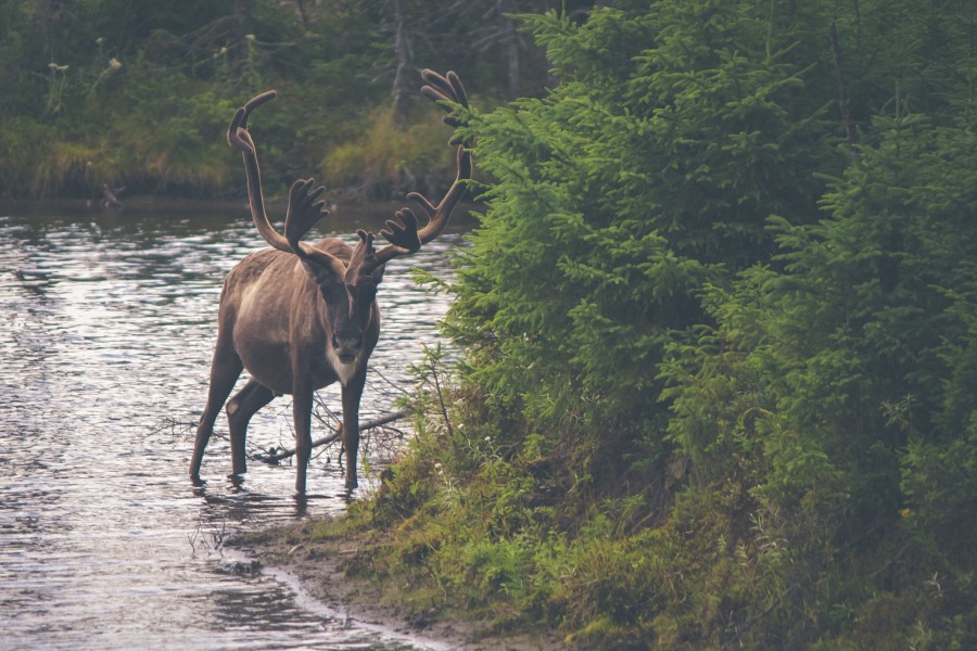 chifre de animais, chifres, chifres, alces, floresta, rio, mamífero,
