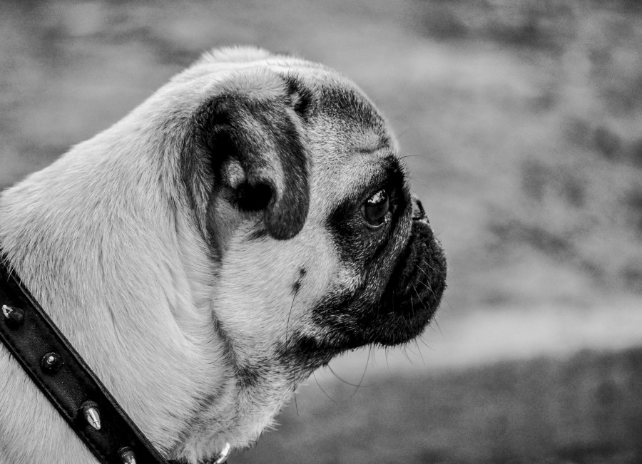 Cachorro, Animal de Estimação, Pug Carlino, Preto e Branco, Animais, Vista Lateral