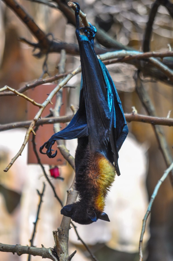 mamíferos voadores, noturno, morcego, asas, ramos, pendurado, animal selvagem, Pteropus vampyrus, raposas voadoras, frugívoros, crepúsculo