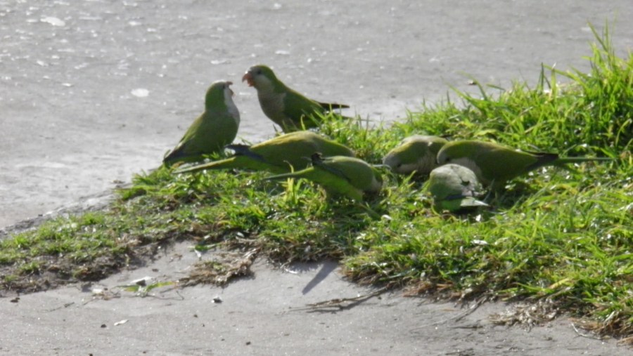 Grupo médio de animais, papagaio, papagaios, verde, pássaros, costa