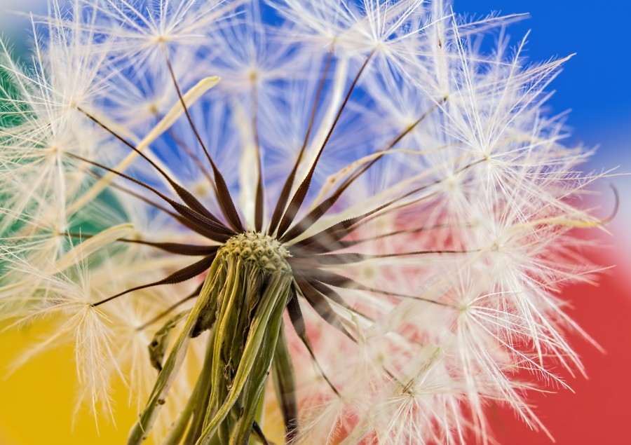 padeiro, dandelion, flor, cores, colorido, close-up, natureza,