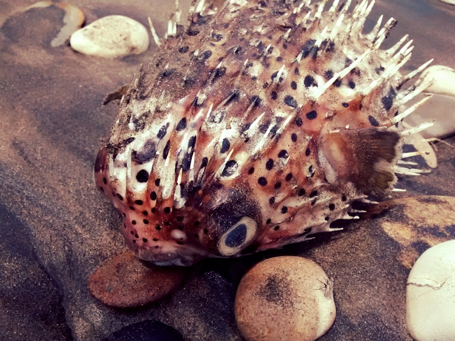 Peixe, tropical, Caribe, balão, Pua, puas, espinho, espinhos, raro, morto, praia, Equador,