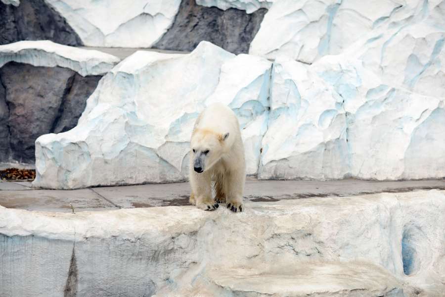 ártico, urso, javali, javalis, filhotes, urso polar, tóquio, branco