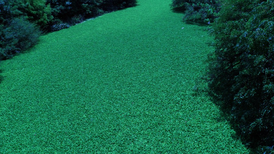 Algas, textura, texturas, verde, marinho