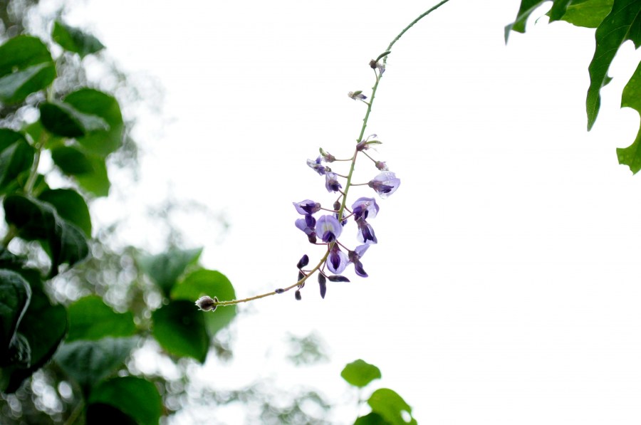 folha, flor, flores, natureza, lilás, vista dianteira, verde, fora de foco, violeta, mola, fundo, fundo,