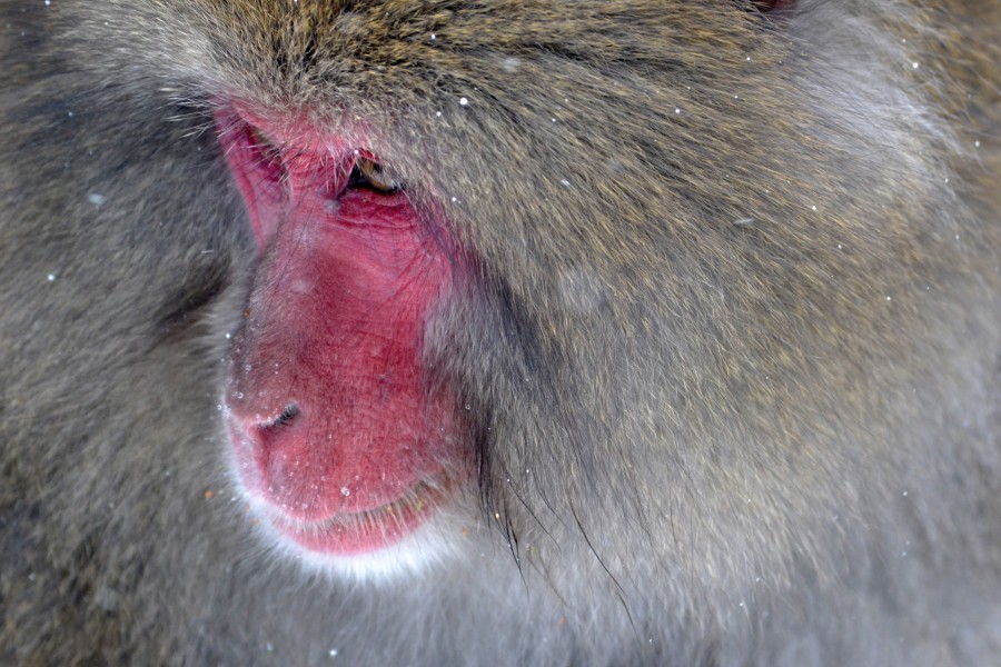 macaco, japão, japonês, macaque japonês, macaco, peludo, cabelo, pele, frio, inverno, vermelho, rosto vermelho, natureza, animais um, primeiro plano