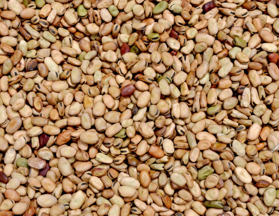 fundo, fundo, grão, feijões, alimento, alimento, feijão, primer, feijões, feijão, feijões,
