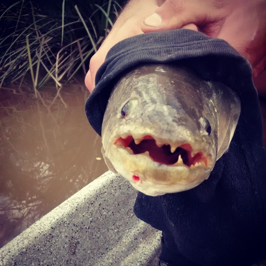 peixe, dente, dentes, perigo, pesca, pesca, Rio de la Plata, Argentina, Brasil, Tararira, América Latina, latim,