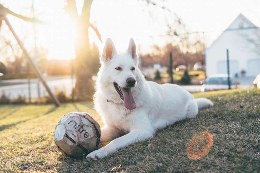 cachorro, animal de estimação, animais fora, um, dia, jogo, jogar, alegre, bola, jardim,