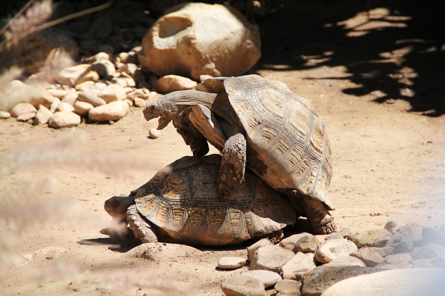 tartarugas, tartaruga, copular, sexo, animais répteis, natureza, animais
