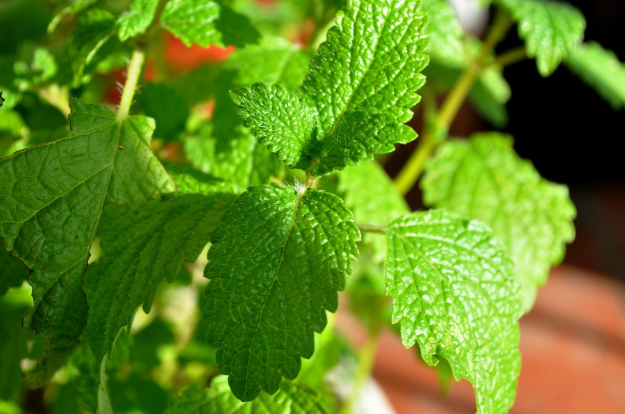 planta, folha, folhas, hortelã, aromático, aromático, sabor, natural, natureza, verde, verão, jardim,