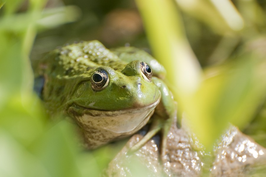 sapo, verde, close-up, natureza, animais