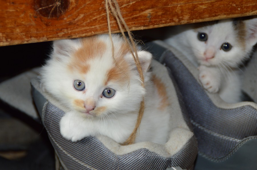 gatinho, bebê gato, animais jovens, agressivo, caça, gato, pele, adorável, animais, carnívoros, fofo, cabelo, bebê, mamífero, pata, animais de estimação, brincalhão, retrato, puro sangue, pequeno, curioso, querido, fotos grátis, imagens grátis, gato doméstico, retrato de cabeça animal, gato enrugado, bonito, gatinho, animais, fotografia, olhando para câmera, animal doméstico, animal jovem, cor, dia, dentro de casa, animal de estimação, ninguém, olho de Animais, Partes do corpo animal Temas animais, animal adorável, animal de estimação, peludo, juba, cores, cabelos, listras, felino, gatinho, micifuz, michino, madrileño, felido, gatuno