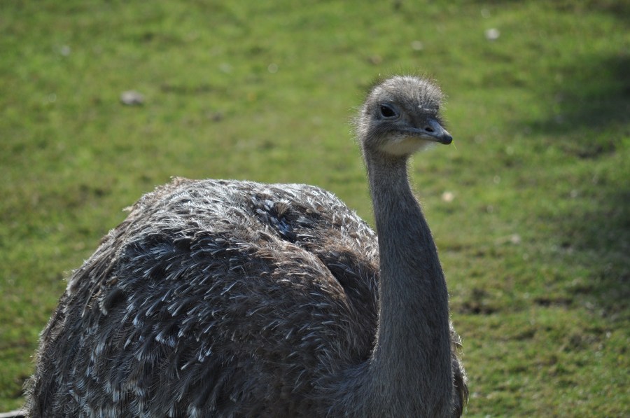 Avestruz, um pássaro animal, olho, penas, plumagem, bico, rápido, velocidade, África, Africano, Altura, Animais, Aparência, Pássaro, Avestruzes, Aviária, Cabeça, Conservação, Conserve, Pescoço, Struthio camelus