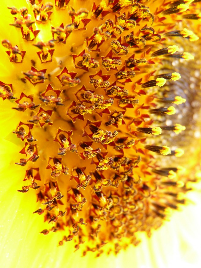 flor, detalhe, interior, pólen, close-up, macro, amarela, natureza, fundo, fundo,