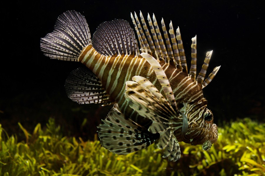 Peixe-leão, peixe, close-up, um, colorido, tropical, Caribe,