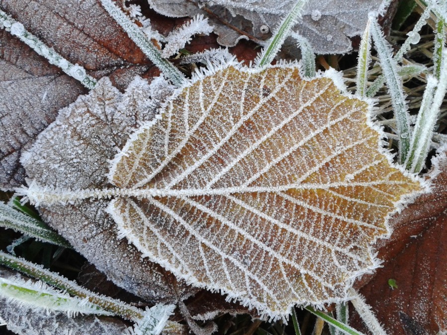 folha, gelo, congelado, cristal, inverno, natureza, nobody,
