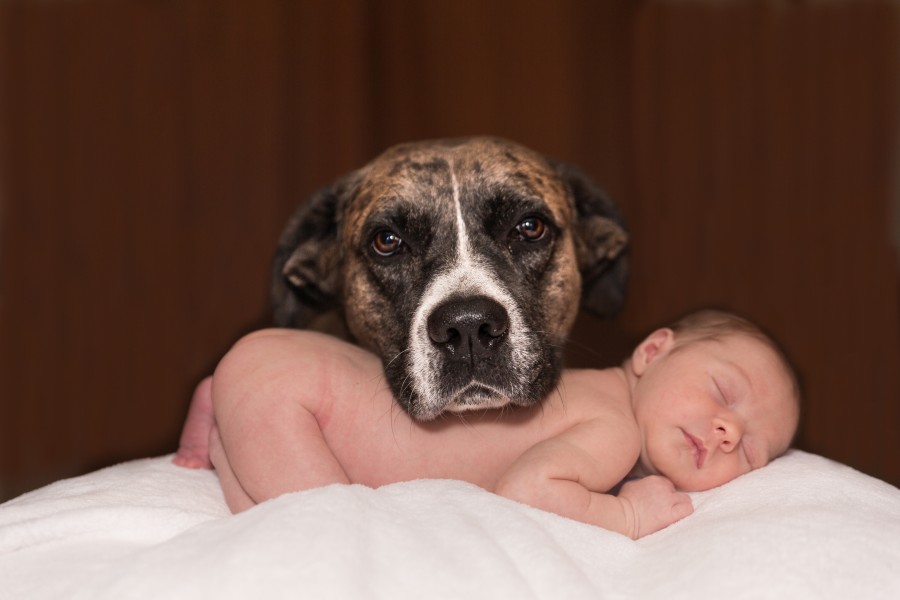 bebê, recém-nascido, adorável, pit bull, mestiço, malhado, close-up, olhar, ternura, dormindo, descanso, criança, fiel amigo, cão, animais, pequeno, amor, infantil, animal de estimação, fotos grátis, imagens gratuitas