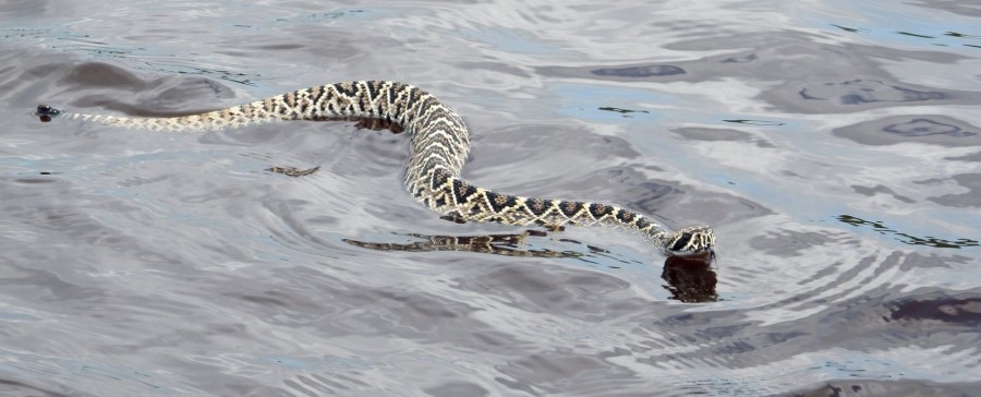 cobra, réptil, rio, água, nadar, natação, selvagem, veneno, venenoso,