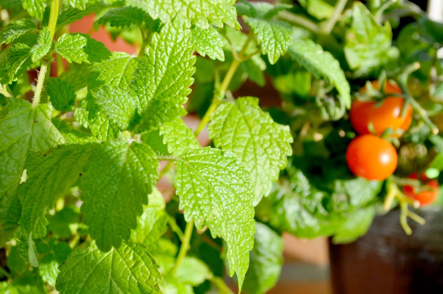 planta, folha, folhas, hortelã, aromático, aromático, sabor, natural, natureza, verde, verão, jardim, tomate, cereja,
