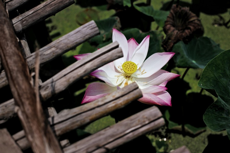 flor, natureza, primavera, rega, rega, rega, sprinkler, jardim,