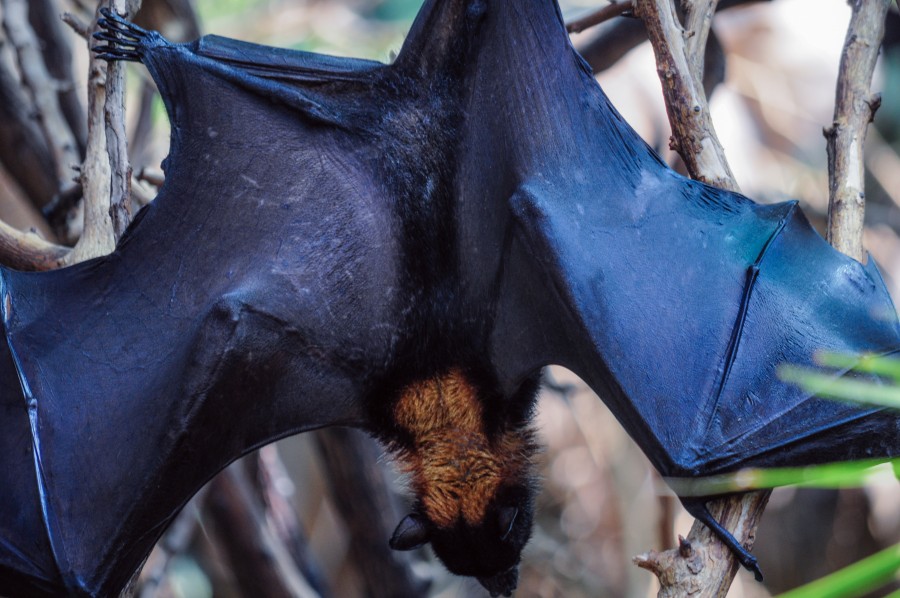 mamíferos voadores, noturno, morcego, asas, ramos, pendurado, animal selvagem, Pteropus vampyrus, raposas voadoras, frugívoros, crepúsculo