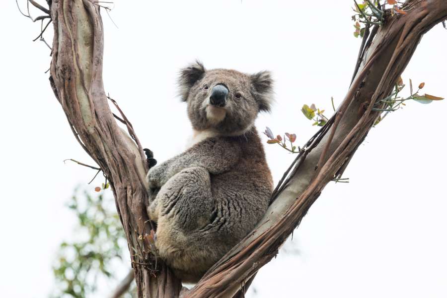 coala, natureza, vida selvagem, animal, marsupial, austrália, árvore, bonito, mamífero, selvagem, pele, eucalipto, ramo, urso, australiano, cinza, nativo, cinza, peludo, jovem, queensland, retrato, aparência, natural, folha, bebê, fofinho, zoológico, coalas, urso coala, floresta, em perigo, melbourne, meio ambiente, madeira, folhas, rosto, sentado, marrom, fauna, habitat, plano de fundo, ao ar livre, herbívoro, arbóreo, herbívoro, em repouso, escalar, fofo, olhando na câmera