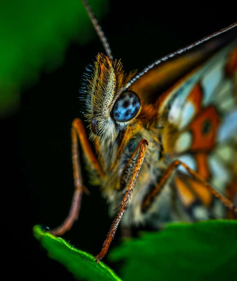 flor, borboleta, jardim, macro, natureza, beleza, mola, inseto, selvagem, primeiro plano, asa, detalhe, bonito, brilhante, cor, verão, flor, fundo, natural, planta, meio ambiente, animais selvagens, monarca, prado, Romântico, calmo, cena, asas de borboleta, flor de borboleta, luz solar, fragilidade, fresco, vivo, frágil, paz, vegetação, macro,
