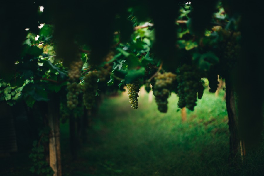 uva, uvas, vinha, uva branca, cultivo, plantação, frutas, frutas, natureza,